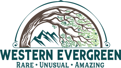 Western Evergreen Logo